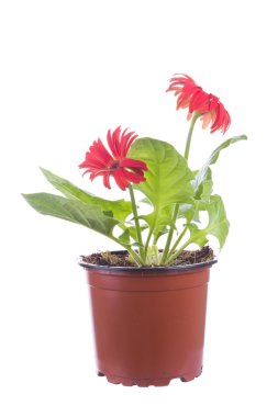 Kırmızı gerbera beyaz üzerine izole