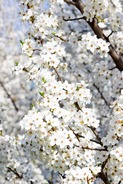 Ramos florescendo com flores brancas — Fotografia de Stock