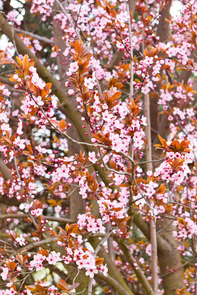 Branches blossoming with pink flowers