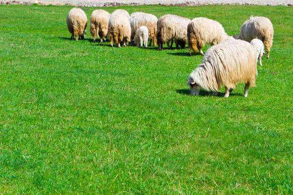 Several sheeps on field — Stock Photo, Image