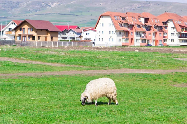 Ovelhas solitárias pastando no campo — Fotografia de Stock