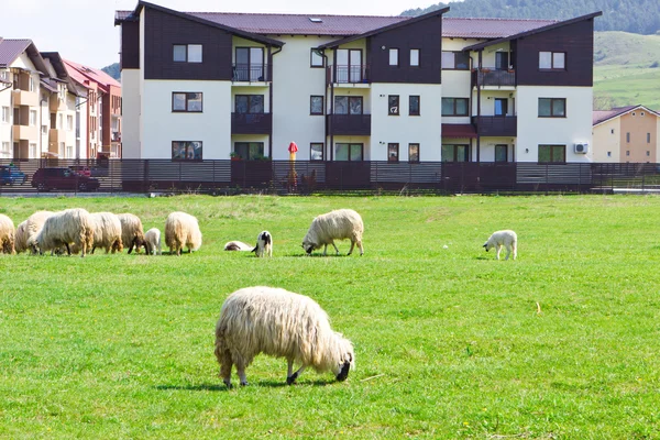 Flock of sheeps near blocks — Stock Photo, Image