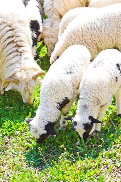 Mooie lammeren op veld — Stockfoto