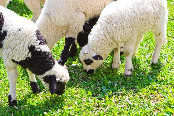 Bellissimi agnelli sul campo — Foto Stock