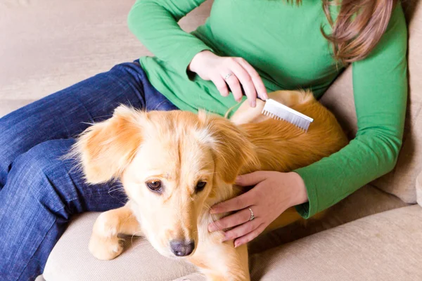 Girl combing her dog — Stock Photo, Image