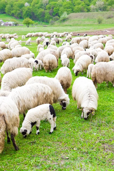 Много овец на поле — стоковое фото