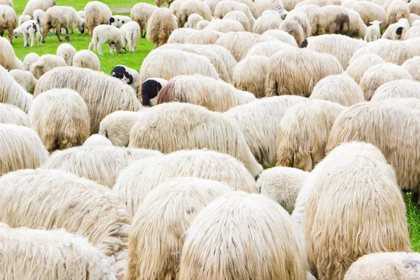 Много овец на поле — стоковое фото