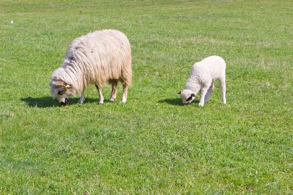 Ovejas y cordero blanco en el campo — Foto de Stock