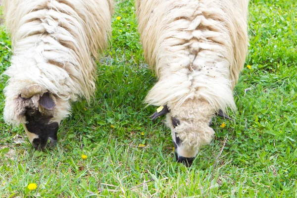 Dos ovejas se reproducen en el campo de verano — Foto de Stock