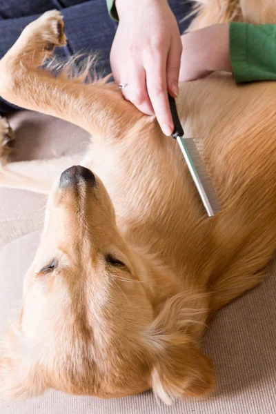 sahibi onu köpek penye