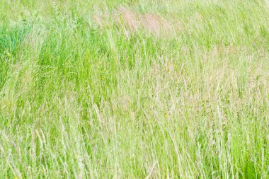 Yeşil otlar rüzgarda sallayarak
