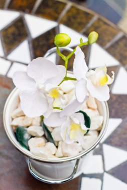 çiçekli beyaz orkide phalaenopsis