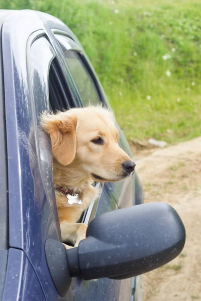 Genç köpek araba yan pencereden bakıyor