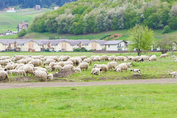 Koyunlar yeşil çimenlerin üzerinde — Stok fotoğraf