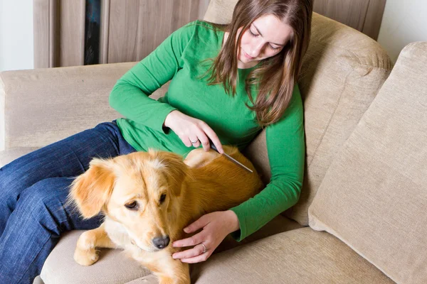 Propietario peinando a su perro — Foto de Stock