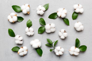 Autumn Floral Flat arka plan kompozisyonu oluşturdu. Kurumuş beyaz pamuklu çiçek dalı ve yeşil yapraklı üst görünümü kopya alanı olan renkli masa üzerinde..