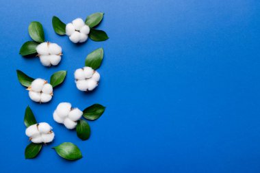 Autumn Floral Flat arka plan kompozisyonu oluşturdu. Kurumuş beyaz pamuklu çiçek dalı ve yeşil yapraklı üst görünümü kopya alanı olan renkli masa üzerinde..