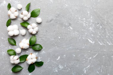 Autumn Floral Flat arka plan kompozisyonu oluşturdu. Kurumuş beyaz pamuklu çiçek dalı ve yeşil yapraklı üst görünümü kopya alanı olan renkli masa üzerinde..