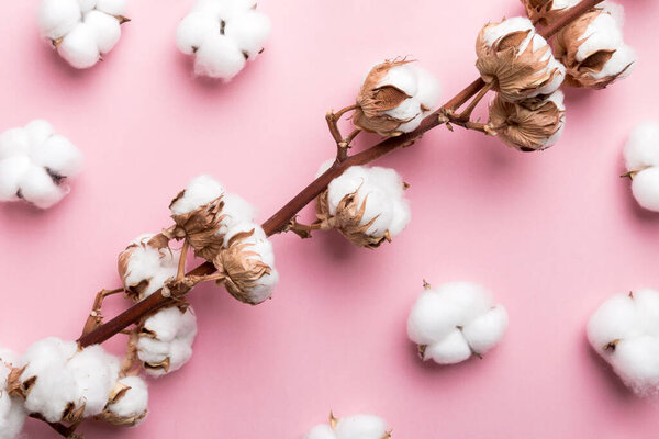 Autumn Floral Flat lay background composition. Dried white fluffy cotton flower branch top view on colored table with copy space.