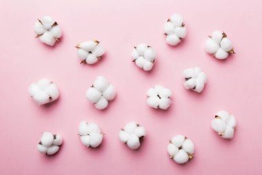 Autumn Floral Flat arka plan kompozisyonu oluşturdu. Kurumuş beyaz pamuklu çiçek dalı ve yeşil yapraklı üst görünümü kopya alanı olan renkli masa üzerinde..