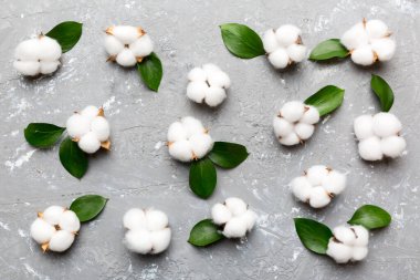 Autumn Floral Flat arka plan kompozisyonu oluşturdu. Kurumuş beyaz pamuklu çiçek dalı ve yeşil yapraklı üst görünümü kopya alanı olan renkli masa üzerinde..