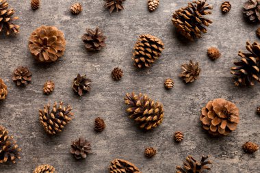 Çam kozalakları renkli masada. Çam kozalakları bir araya toplanmış doğal tatil geçmişi. Düz yatıyordu. Kış konsepti.