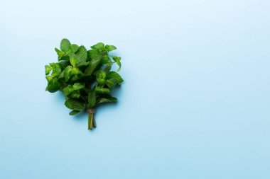 Nane yaprağı. Renkli arka planda taze nane. Darphane izole edilmiş Üst görünümü kopyalama alanı ile bırakır.