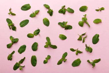 Beyaz arkaplanda taze yeşil nane yaprakları, nane, kopya alanı ile üst görünüm bırakır.
