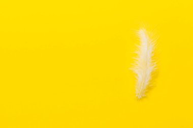 Renkli arka planda parlak renkli kuş tüylerinin arka planı, üst görünüm. Boşluğu kopyala.