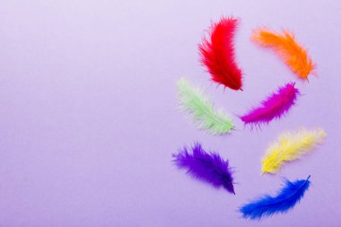 Renkli arka planda parlak renkli kuş tüylerinin arka planı, üst görünüm. Boşluğu kopyala.