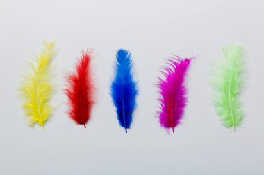 Renkli arka planda parlak renkli kuş tüylerinin arka planı, üst görünüm. Boşluğu kopyala.