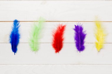 Renkli arka planda parlak renkli kuş tüylerinin arka planı, üst görünüm. Boşluğu kopyala.