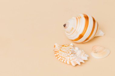 Renkli arka planda plaj deniz kabukları. Kopyalama alanı kullan.