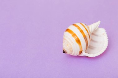 Renkli arka planda plaj deniz kabukları. Kopyalama alanı kullan.