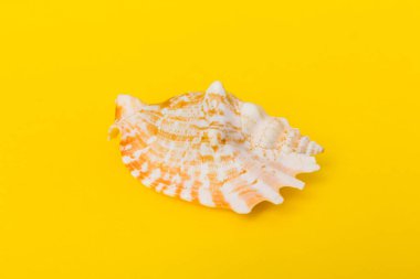 Renkli arka planda plaj deniz kabukları. Kopyalama alanı kullan.