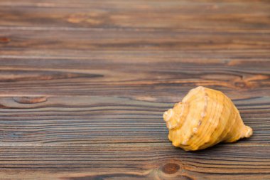 Renkli arka planda plaj deniz kabukları. Kopyalama alanı kullan.
