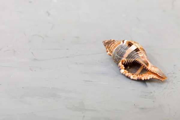 Conchiglie Spiaggia Sfondo Colorato Fingere Con Spazio Copia — Foto Stock