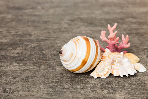 Beach Seashells Colored Background Mock Copy Space — Photo