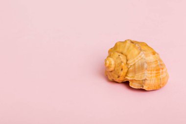 Renkli arka planda plaj deniz kabukları. Kopyalama alanı kullan.