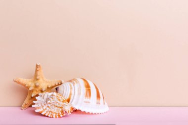 Renkli arka planda plaj deniz kabukları. Kopyalama alanı kullan.