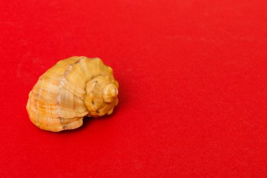 Renkli arka planda plaj deniz kabukları. Kopyalama alanı kullan.