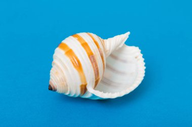 Renkli arka planda plaj deniz kabukları. Kopyalama alanı kullan.