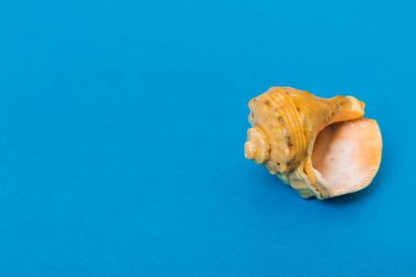 Renkli arka planda plaj deniz kabukları. Kopyalama alanı kullan.