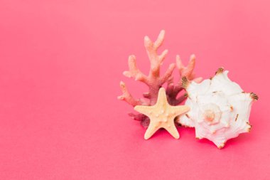 Renkli arka planda plaj deniz kabukları. Kopyalama alanı kullan.