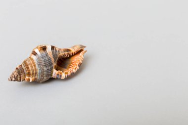 Beach seashells on colored background. Mock up with copy space.