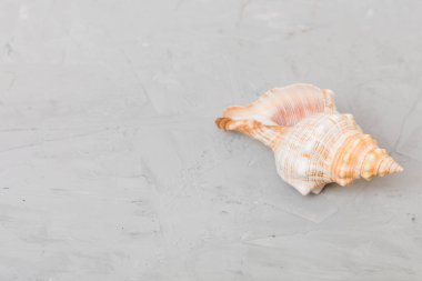 Renkli arka planda plaj deniz kabukları. Kopyalama alanı kullan.