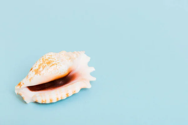 Beach Seashells Colored Background Mock Copy Space — Φωτογραφία Αρχείου