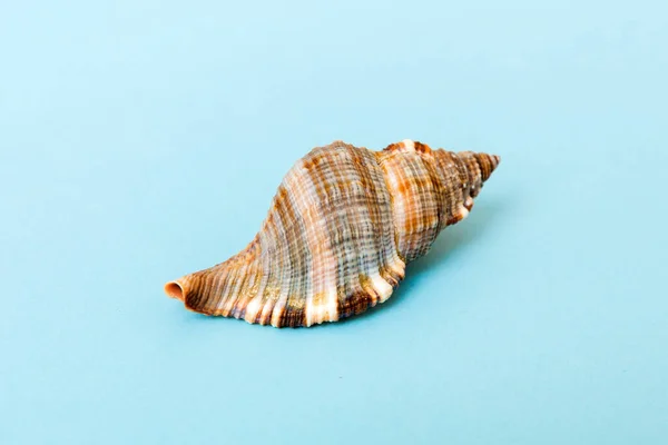 Beach Seashells Colored Background Mock Copy Space — Φωτογραφία Αρχείου