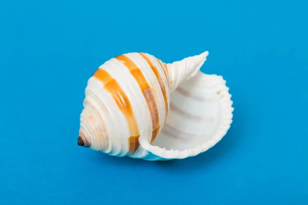 Beach Seashells Colored Background Mock Copy Space — Φωτογραφία Αρχείου