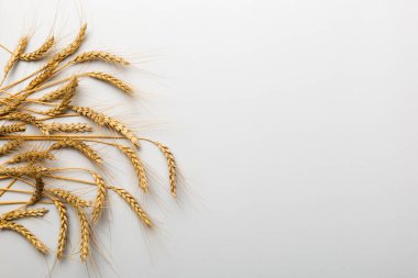 Buğday yaprağı kulakları kapanıyor ve tohumlar renkli arkaplanda. Doğal tahıl bitkisi, hasat zamanı konsepti. Üst manzara, fotokopi alanı olan düz bir yer. dünya buğday krizi.